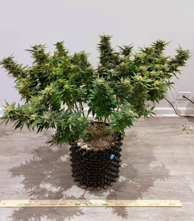 Семена сорта Monster Pebbles (Monster Genetics)