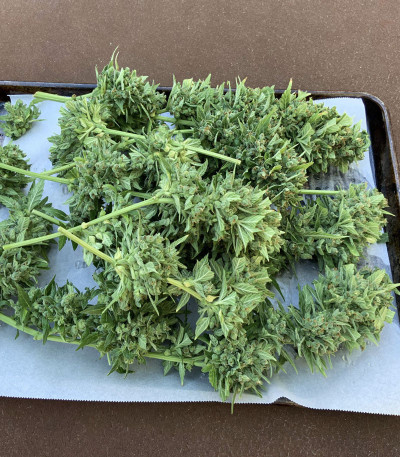 Семена сорта Bruce Banner Auto (Monster Genetics)