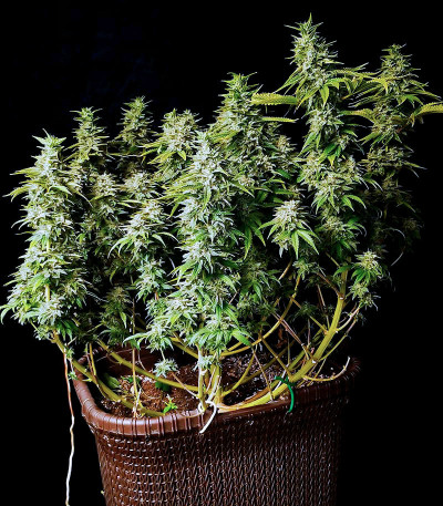 Семена сорта Satori fem (Mandala Seeds)