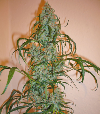 Семена сорта Super Lemon Haze fem (Семяныч)