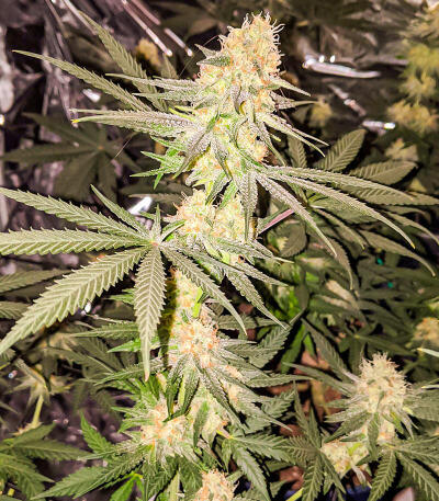 Семена сорта Gummy Skunk Fast Version fem (Easy Grow Seeds)