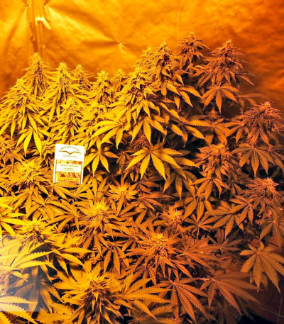 Сорт конопли Think Fast