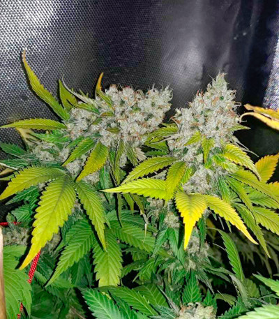 Семена сорта Banana Rapids fem (Dr. Krippling Seeds)