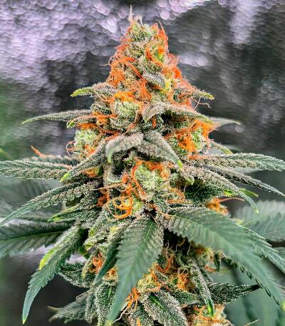 Семена сорта Mandarin Cookies fem (7CH American)