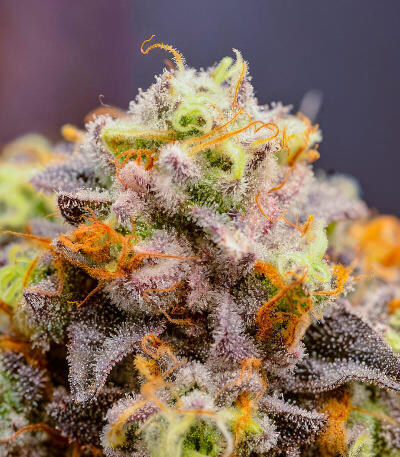 Семена сорта Marshmallow OG fem (Compound Genetics)