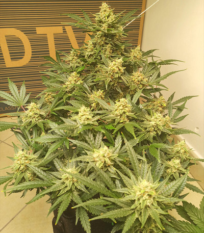Семена сорта Original Afghan Kush Auto fem (FastBuds)