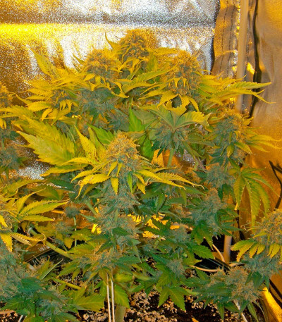 Семена сорта Pure Power Plant fem (Nirvana Seeds)