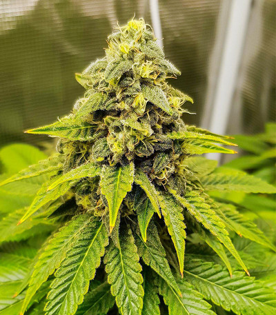 Семена сорта Purple OG Punch fem (Dutch Passion)