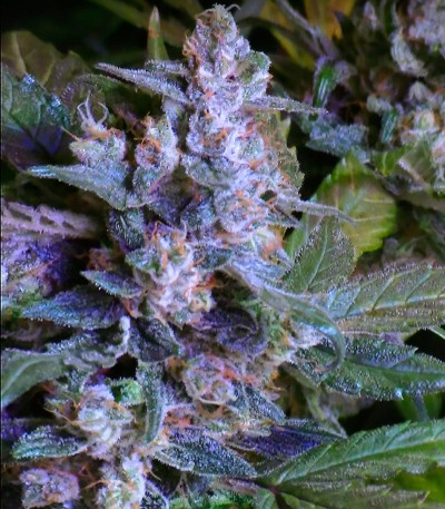 Семена сорта Incredible Bulk Auto fem (Dr. Krippling Seeds)