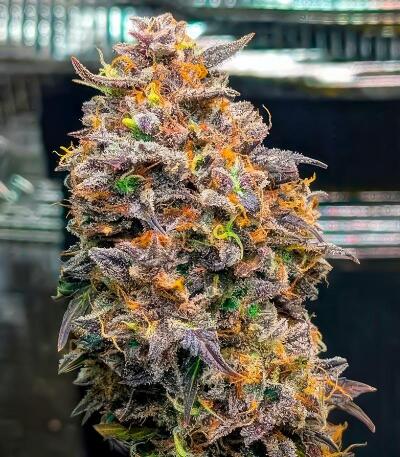 Семена сорта Ultimate Amnesia Haze Auto fem (Семяныч)