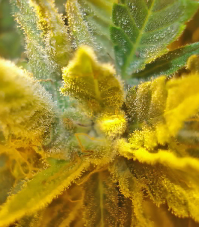 Семена сорта Lowryder Auto reg (Doctor’s Choice)