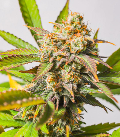 Семена сорта Strawberry Chemdawg OG fem (Dutch Passion)