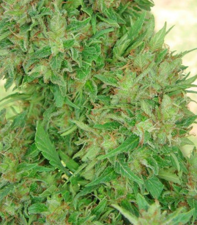 Семена сорта White Widow fem (Семяныч)