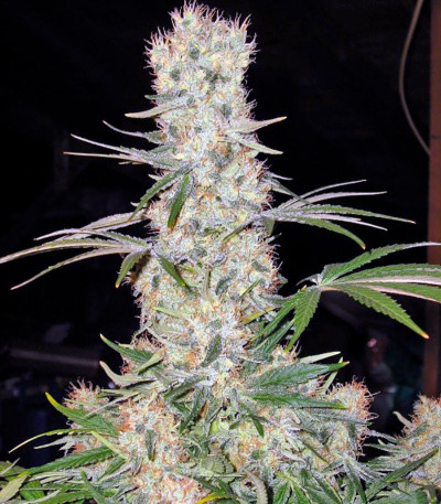 Семена сорта Alaskan Ice fem