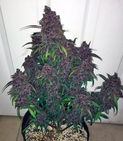 Семена сорта Dark Devil Auto fem (Sweet Seeds)