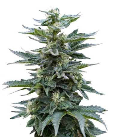 Семена сорта Full Moon fem (Nirvana Seeds)