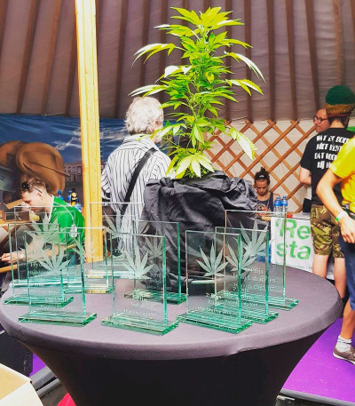 Семена сорта Amnesia Ganja Haze fem (Sumo Seeds)