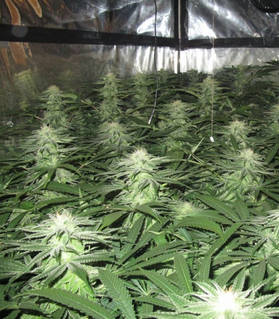 Семена сорта Devil Fruit fem