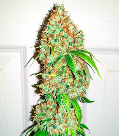 Семена сорта Gorilla Zkittlez fem (Семяныч)