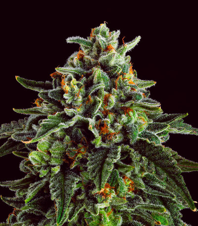 Семена сорта Jet Puft fem (Compound Genetics)
