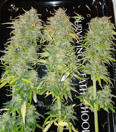 Семена сорта Original Cinderella Auto fem (FastBuds)