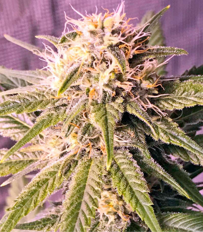 Семена сорта Original Amnesia fem (Dinafem Seeds)