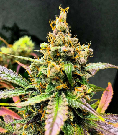 Семена сорта Punch Gelato #33 Auto fem (Cali Buds Seeds)