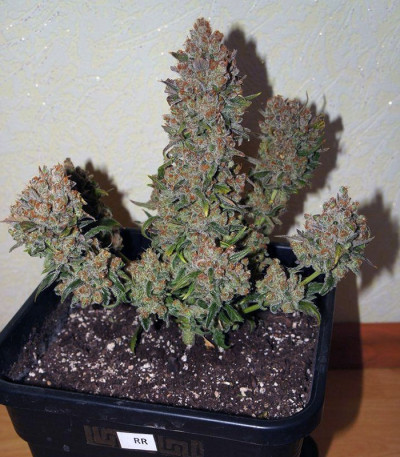 Семена сорта Rhino Ryder Auto fem (FastBuds)