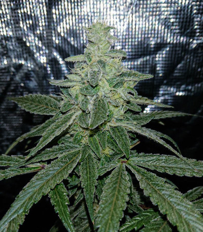 Семена сорта Super OG Kush fem (Pyramid Seeds)