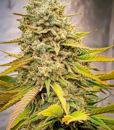 Семена сорта Ultimate Afghan Auto fem (Семяныч)