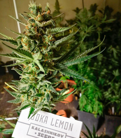 Семена сорта Vodka Lemon fem (Kalashnikov Seeds)