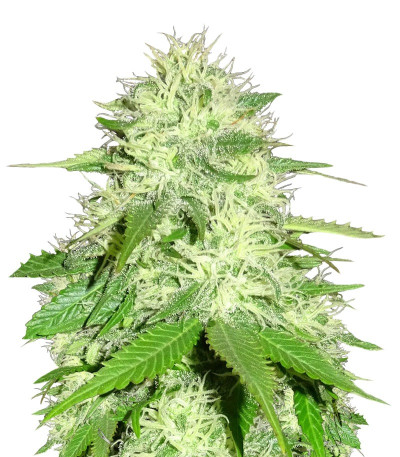 Семена сорта Appleberry fem (Sumo Seeds)