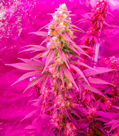 Семена сорта AK 47 Fast Version fem (Семяныч)