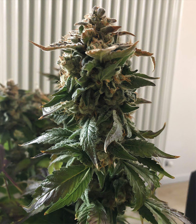 Семена сорта Amherst Sour Diesel fem (Humboldt Seeds)