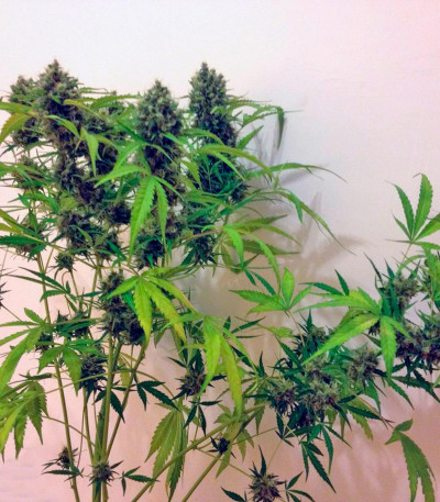 Семена сорта Auto New York City (Pyramid Seeds)