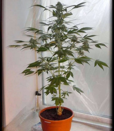 Семена сорта Chronic Ryder Auto fem (Doctor’s Choice)