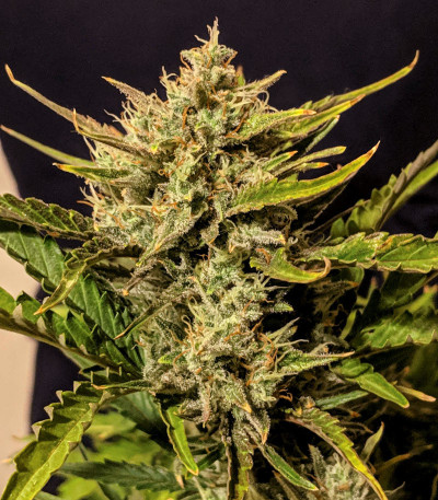 Семена сорта G14 auto fem (FastBuds)