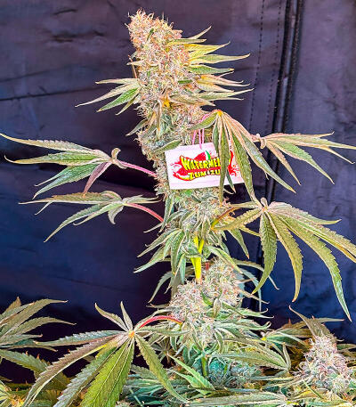 Семена сорта Watermelon Zum Zum fem (UKHTA)