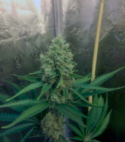 Семена сорта Cream Mandarine F1 Fast Version fem (Sweet Seeds)