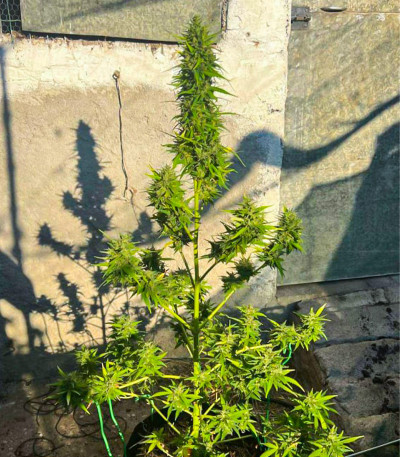 Семена сорта Original Moby Dick Auto fem (FastBuds)