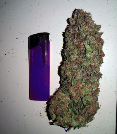 Семена сорта Purple Punch Cookies fem (Original Sensible Seeds)