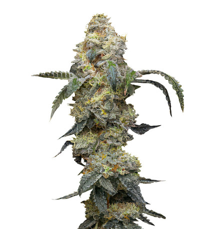 Семена сорта Farmer’s Daughter fem (Humboldt Seed Company)