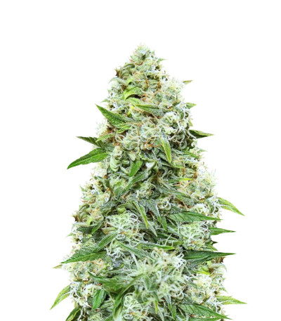 Семена сорта Chronic Ryder Auto fem (Doctor’s Choice)