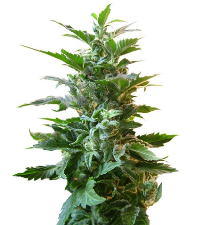 Семена сорта Easy Ryder auto fem (Joint Doctor)