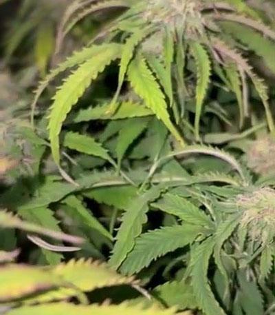 Семена сорта Orange President Auto fem (FastBuds)