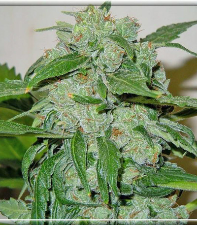 Семена сорта Chronic Ryder Auto fem (Doctor’s Choice)