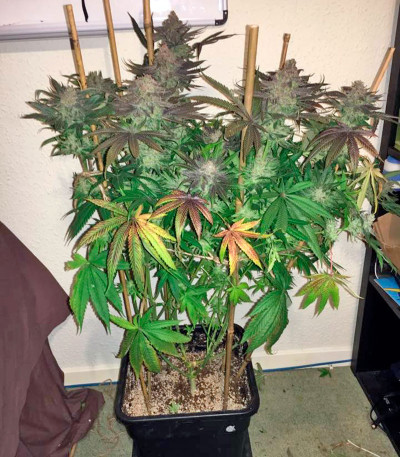 Семена сорта Kush-N-Cheese fem