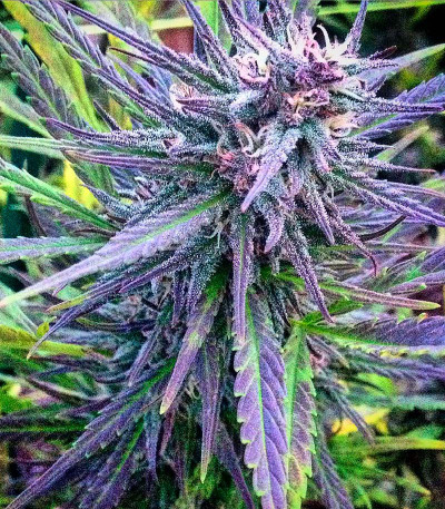Семена сорта Northern Light X Big Bud fem (World of Seeds)