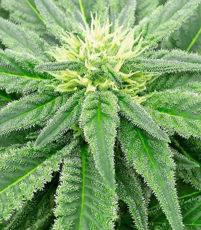 Семена сорта Super Skunk fem (Vision Seeds)