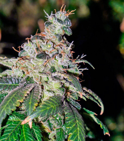 Семена сорта Sweet Tooth #1 fem (Barney's Farm)